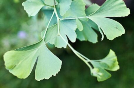 4 Herbs to Support Gratitude Image